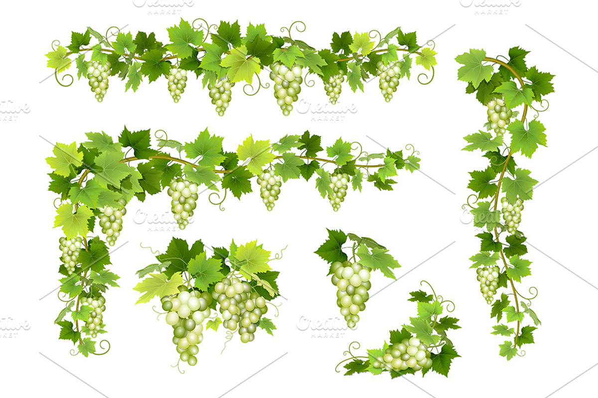 Vector set bunches of grapes, a Food Illustration by belander (Photo 3 of 4)