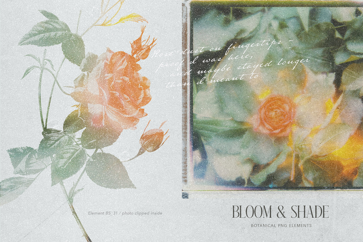 Bloom & Shade Botanical PNG Elements, an Object Graphic by alonahaidash (Photo 3 of 13)