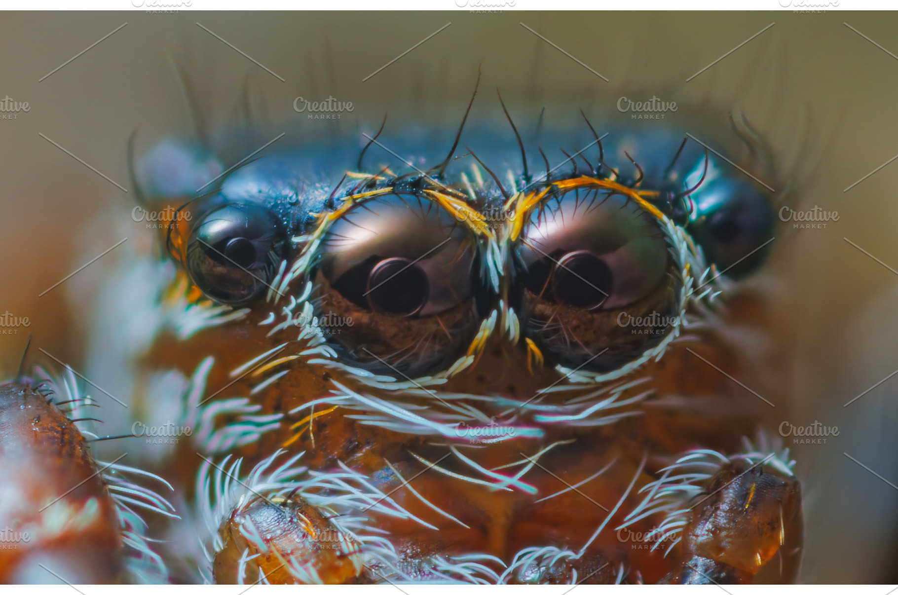 Jumping spider eyes, close up, an Animal Photo by Lukas Jonaitis SHOP