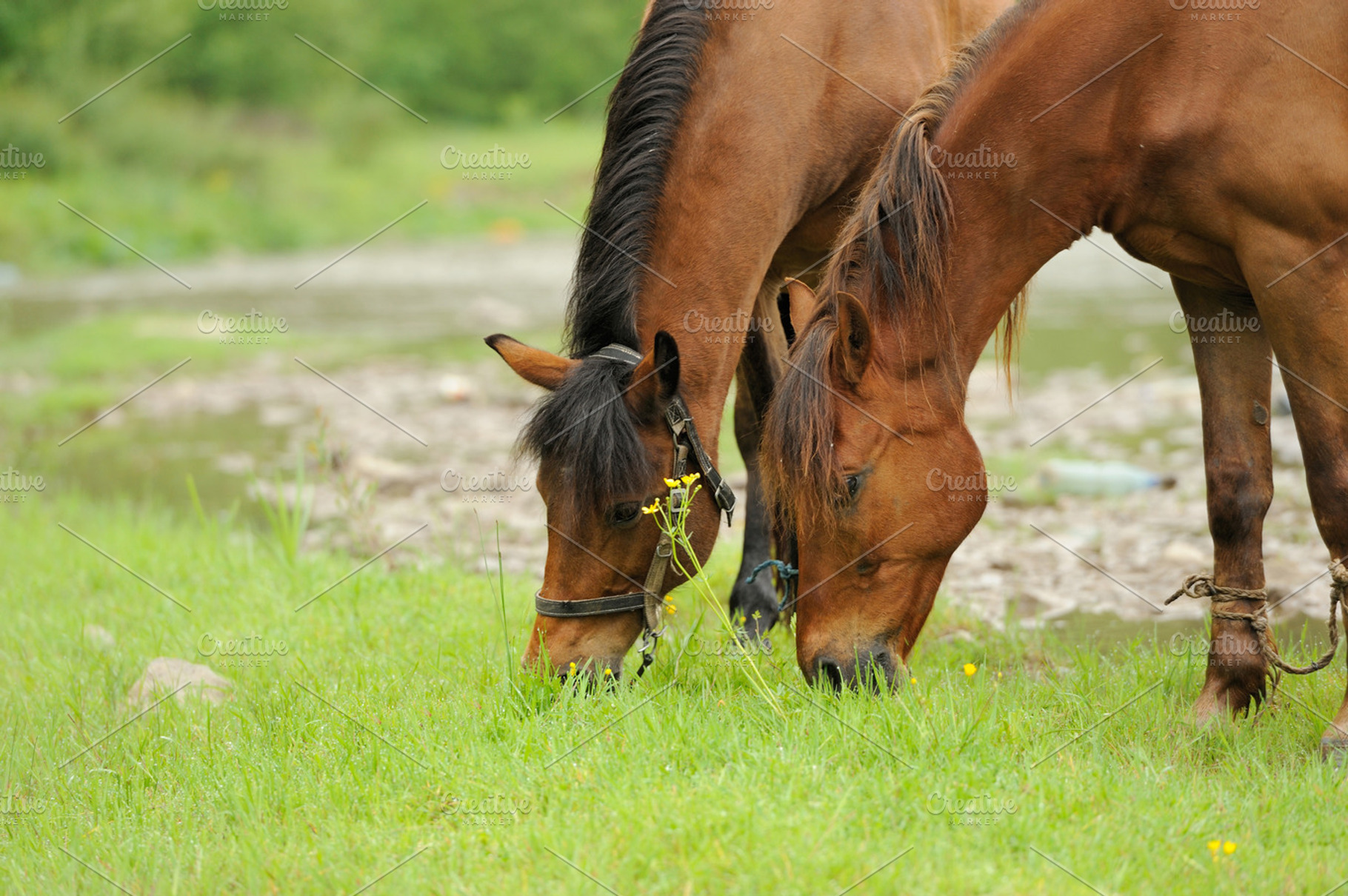 Horse containing bay, beast, and blue, an Animal Photo by Byrdyak