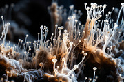 72 Microscopic Fungi Backgrounds, a Background Graphic by h.utomo (Thumbnail 72 of 72)