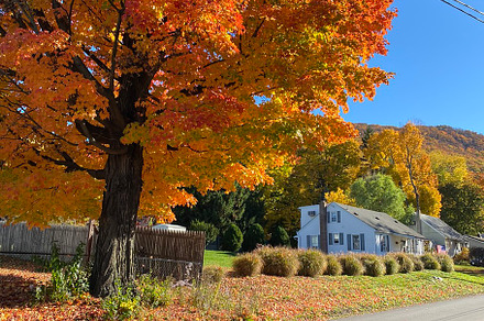 Autumnal Country Road