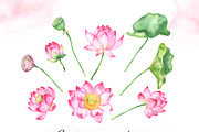 Watercolor lotus flower clipart, an Illustration by OlDm_Shop (Thumbnail 9 of 10)