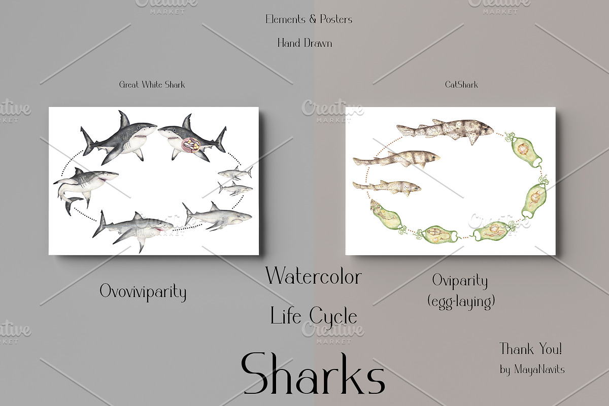 Watercolor Sharks Life Cycle Set, an Education Illustration by MayaNavits (Photo 8 of 9)