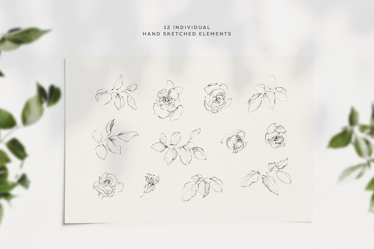 Wild Rose Pencil Sketches, an Illustration by Greta Ivy (Photo 2 of 5)