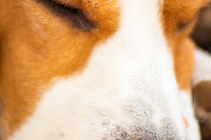 Dog tired lying on sofa in living ro, an Animal Photo by MadPhotos