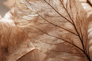 Flower petals and transparent leaves, a Photo by Pavel_design