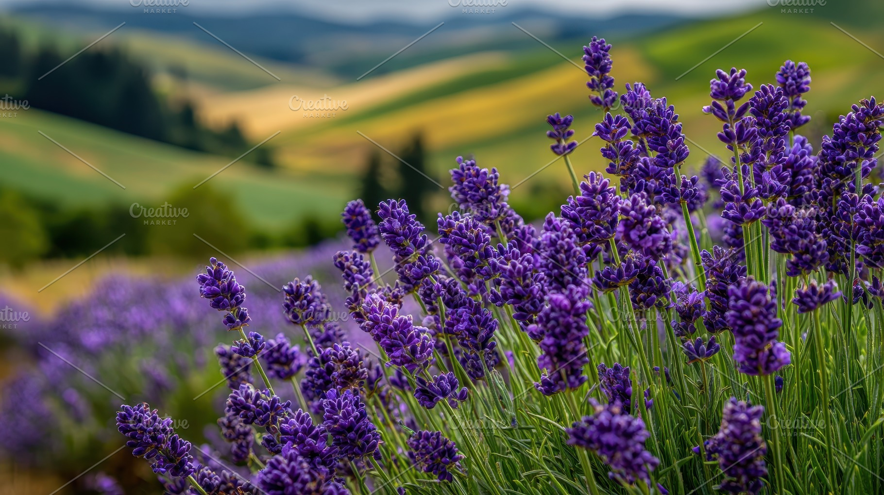 Lavender Field Scenic View Purple Fl, a Photo by Pixeness Studio