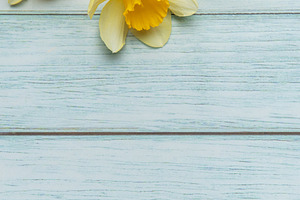 Yellow daffodils lying on light blue rustic wooden planks, a Nature Photo by Olena Rudo