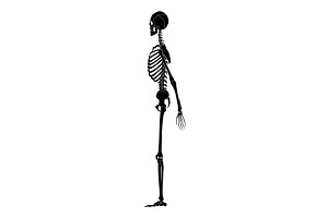 Human skeleton silhouette side, a Person Illustration by Things for designers