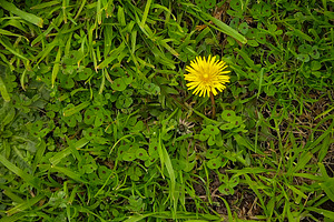 Yellow flower on grass, a Nature Photo by DanFLCreativo