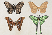 Moth Illustration Vector Set, an Illustration by Kusumaillustration (Thumbnail 3 of 11)