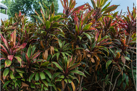 Thick bushes. Natural tropical, a Nature Photo by undrey