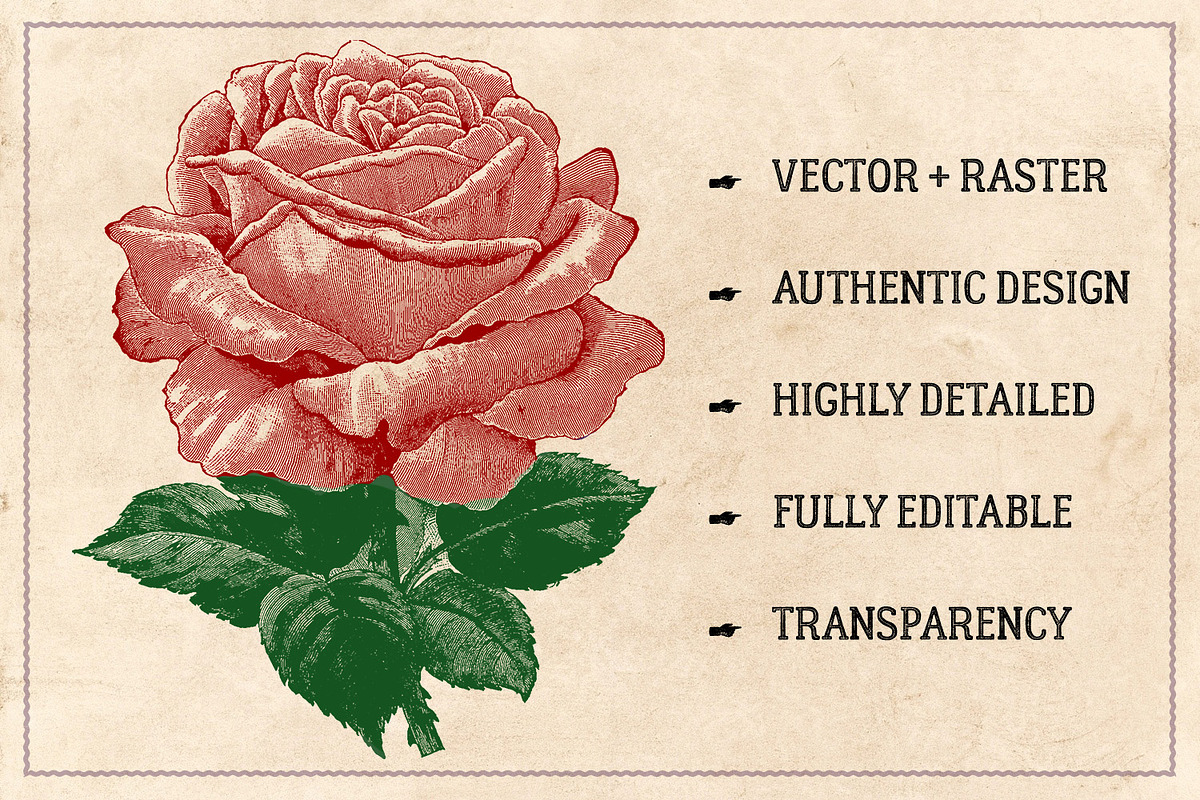 70 Vintage Rose Illustrations, an Illustration by Brigantine Designs (Photo 2 of 7)