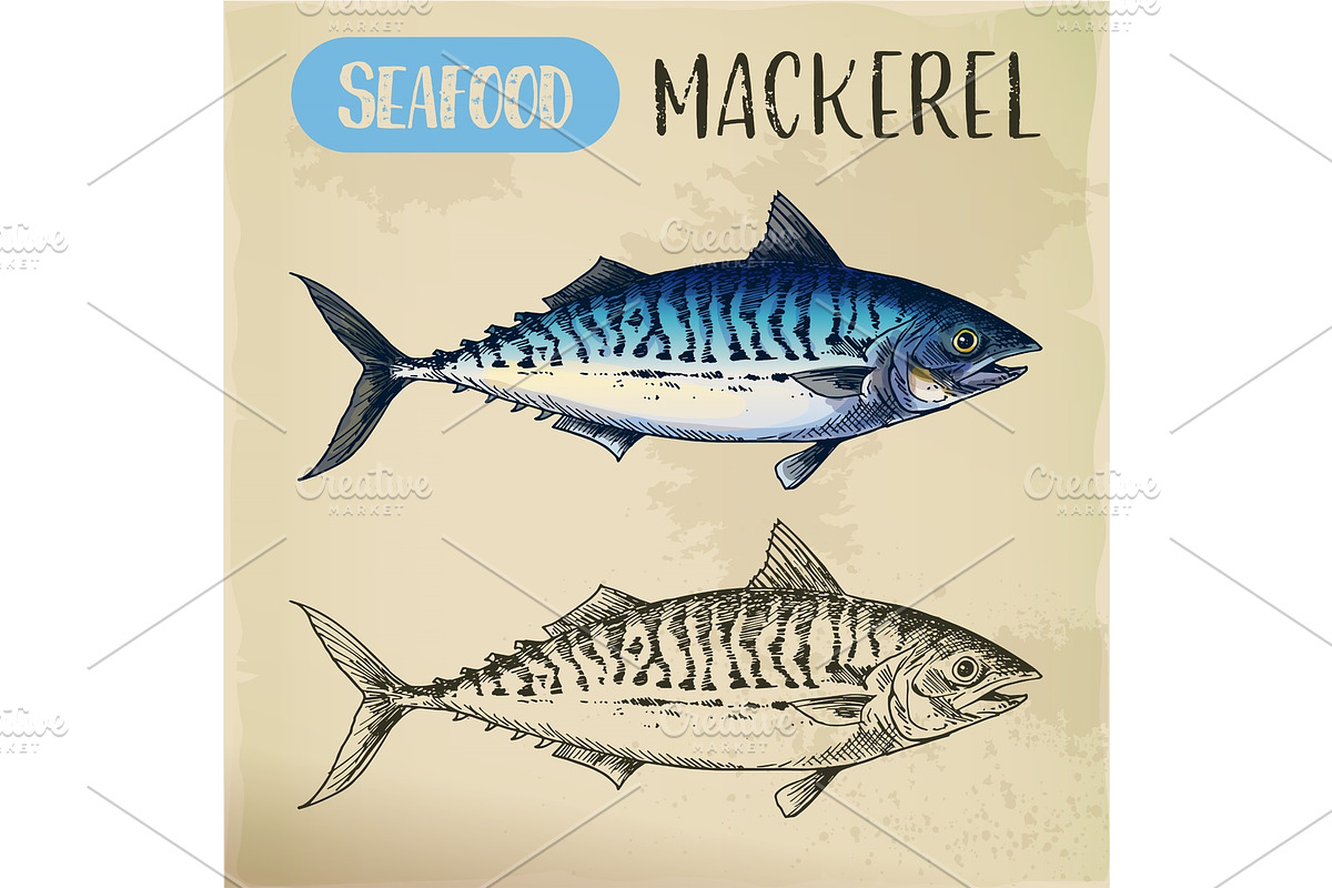 Mackerel hand drawn signboard for fish store, an Animal Illustration by Elegant Solution