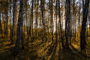 Sun setting through birch tree forest. Golden light illuminating autumn landsca, a Nature Photo by Eugene_Photo