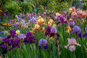Colorful garden with blooming flower, a Photo by Pavel_design