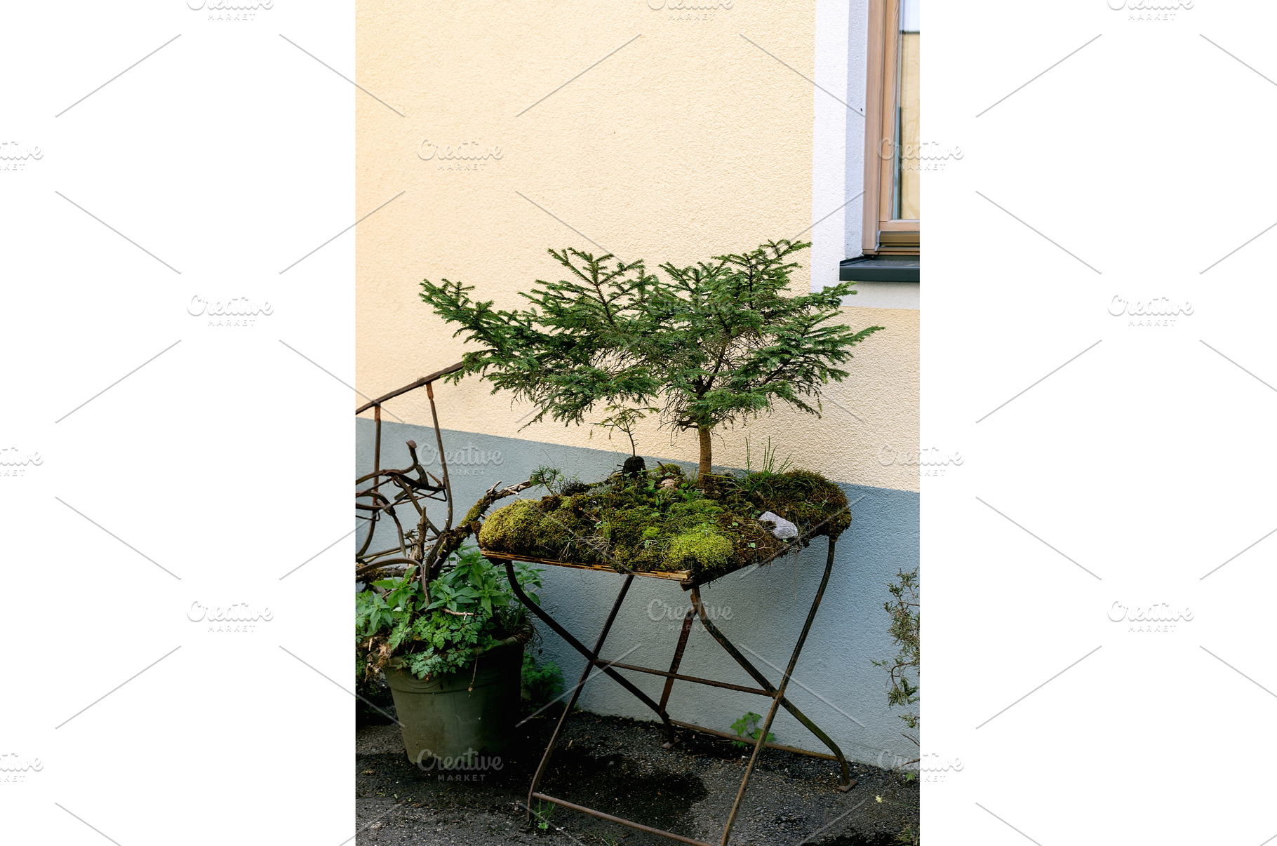 Miniature Conifer Bonsai on Vintage, a Nature Photo by Natasha Breen
