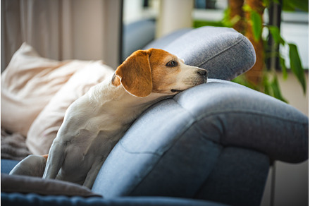 A Beagle dog is laying on a cozy