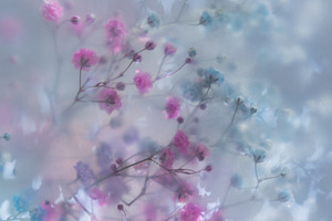 Soft pastel flowers in dreamy blur w, an Abstract Photo by Edalin's Store