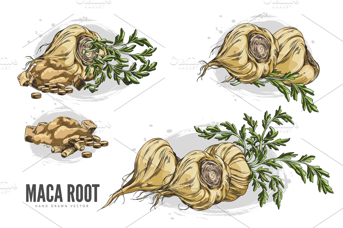 Macas root in brown peel with leaves, a Food Illustration by Sabelskaya