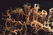 72 Microscopic Fungi Backgrounds, a Background Graphic by h.utomo (Thumbnail 31 of 72)