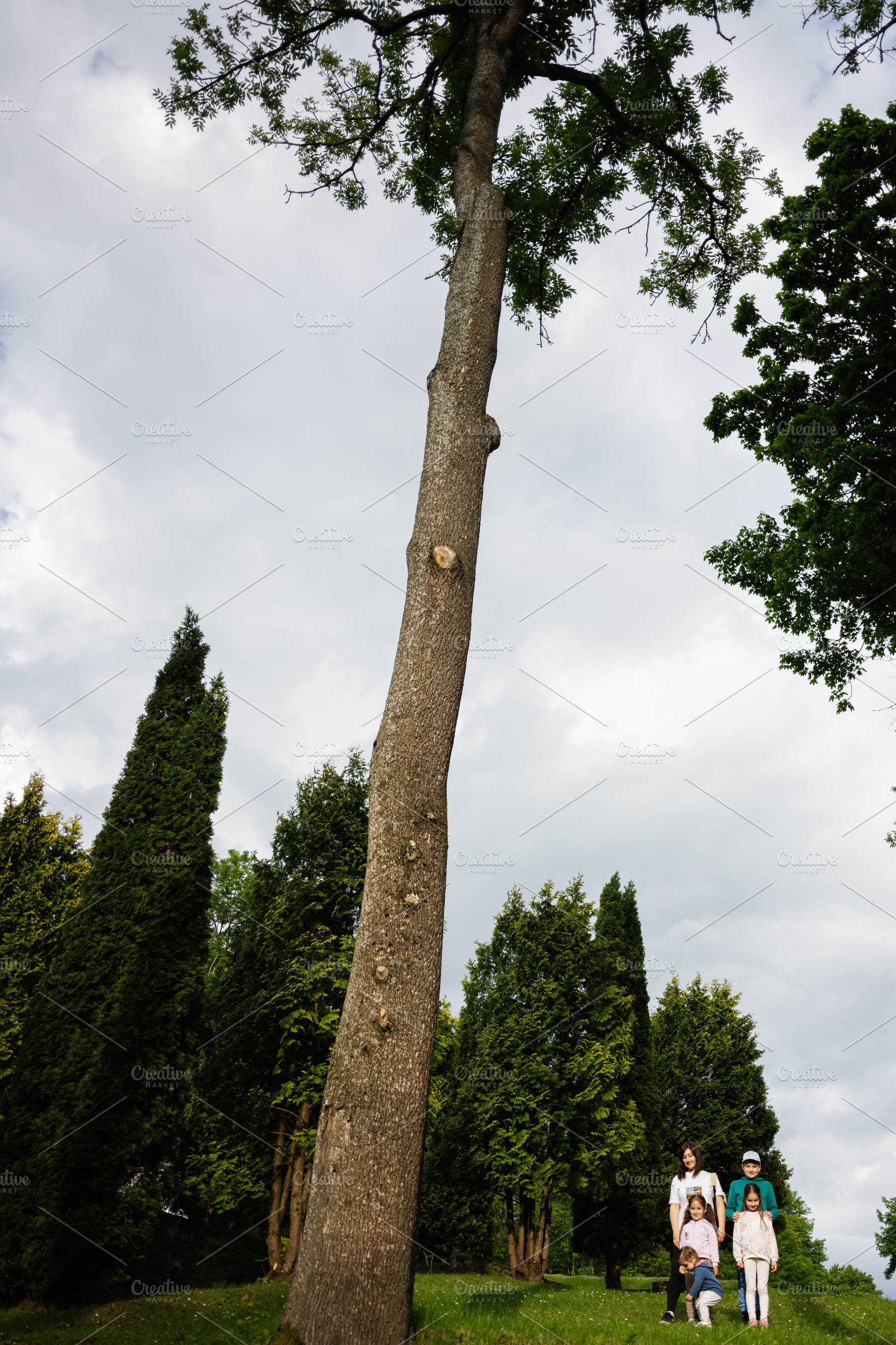 Family enjoying a walk near tall trees in a lush green park, a Photo by AS photostudio