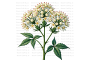 Hemlock Seed Pod, a Decorative Illustration by Bloom Craft Creations (Thumbnail 4 of 13)