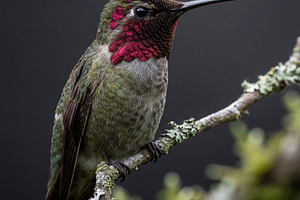 Male Anna's Hummingbird Perched, an Animal Photo by Virgo Studio