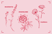 HERBAL TEA (30+ ILLUSTRATIONS), a Food Illustration by Bonfloret Studio (Thumbnail 2 of 10)