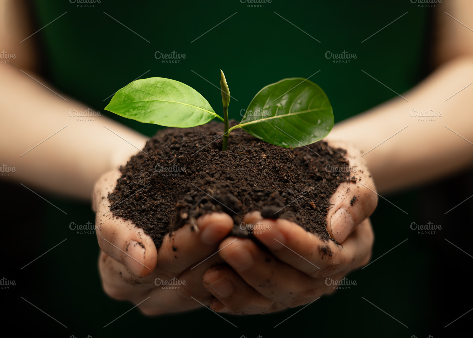 Hands holding soil with young green plant ,environmental protect, a Photo by salmon.black