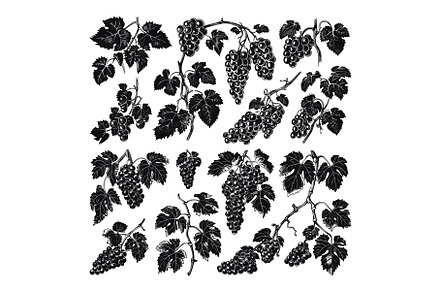 Various Sprigs of Grapes Linocut, a Food Illustration by LadadikArt