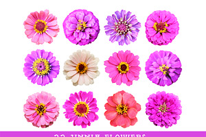 22 Zinnia Flowers Clipart Set
