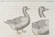 Vintage Poultry Farm Animal Set, an Animal Illustration by Kusumaillustration (Thumbnail 6 of 11)