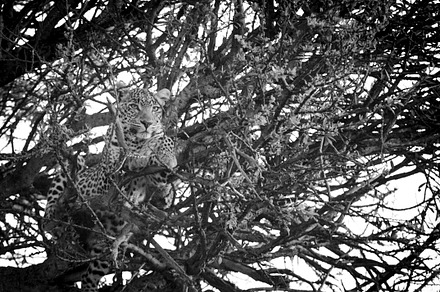Leopard in a Tree