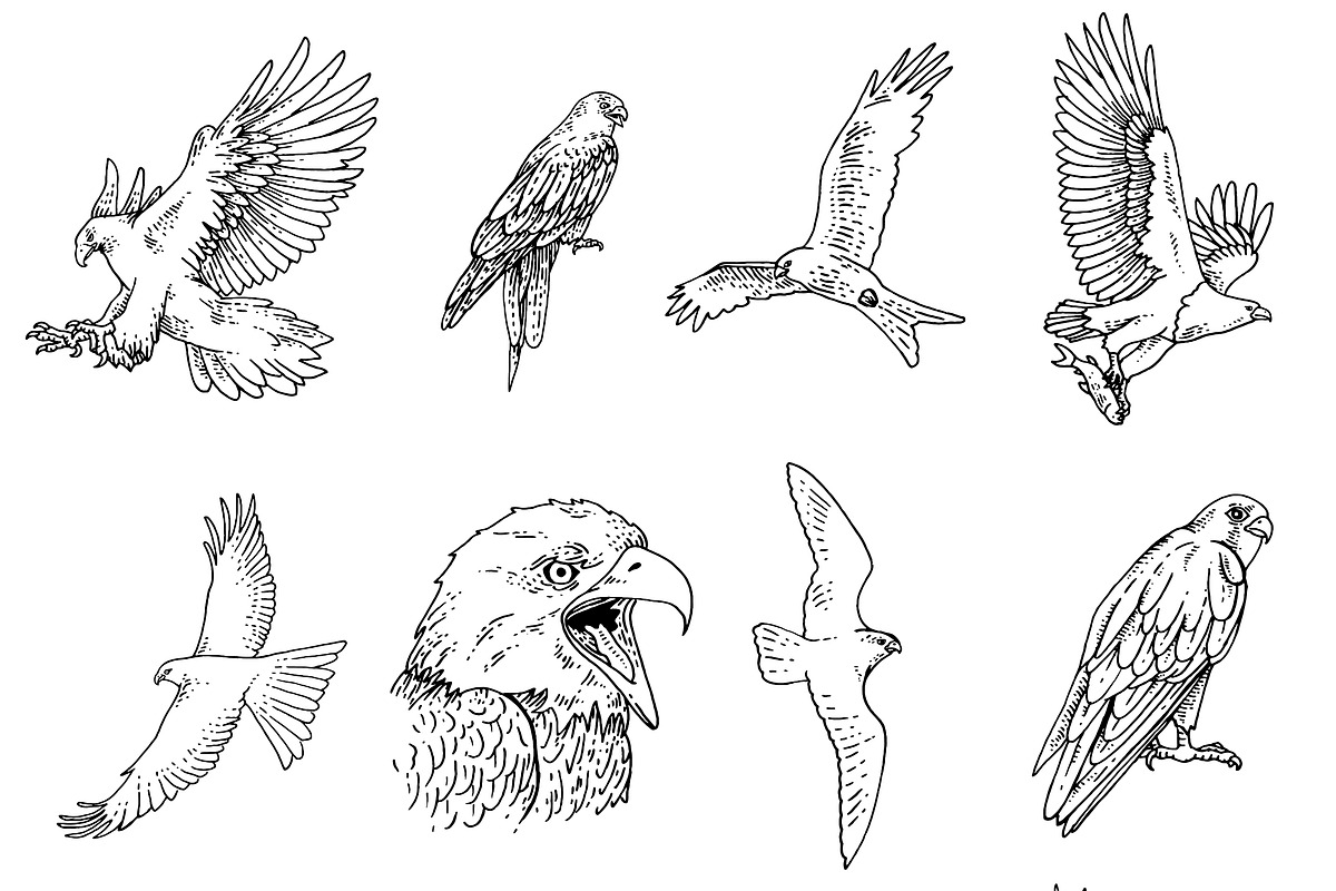 12 Bird of Prey Illustration, an Animal Illustration by Oban Jones (Photo 5 of 5)