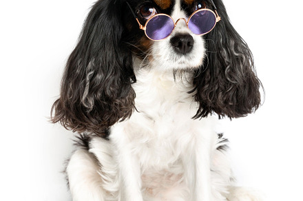 Portrait of funny dog in purple sunglasses