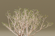 The Red Coral Tree, a Plants & Tree 3D Model by FuturePastCreatives (Thumbnail 2 of 8)