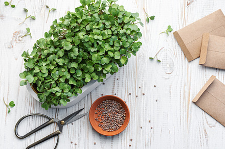 Microgreen radish sprouts growing at home., a Food & Drink Photo by Olena Rudo