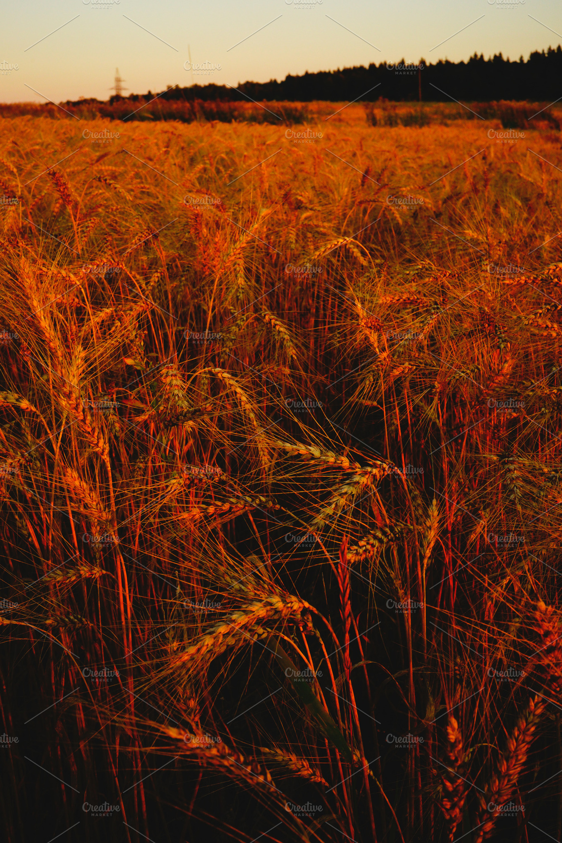 Wheat Field at Sunset, a Nature Photo by uncle-rico