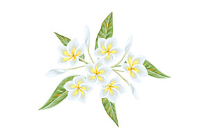 Illustration Of Tropical Plumeria