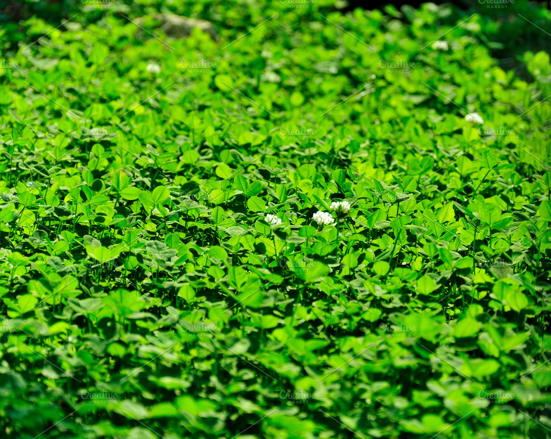 Background Clover