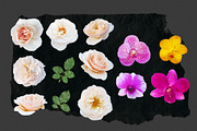 Die-cut Real Flowers Set 2 Bundle, a Nature Photo by aniunova (Thumbnail 4 of 4)