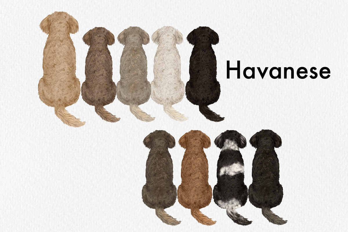 Watercolor Small Dog Breeds, an Animal Illustration by ColorfulPT (Photo 4 of 8)