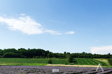 Serene lavender field under a bright blue sky with scenic views, a Photo by AS photostudio
