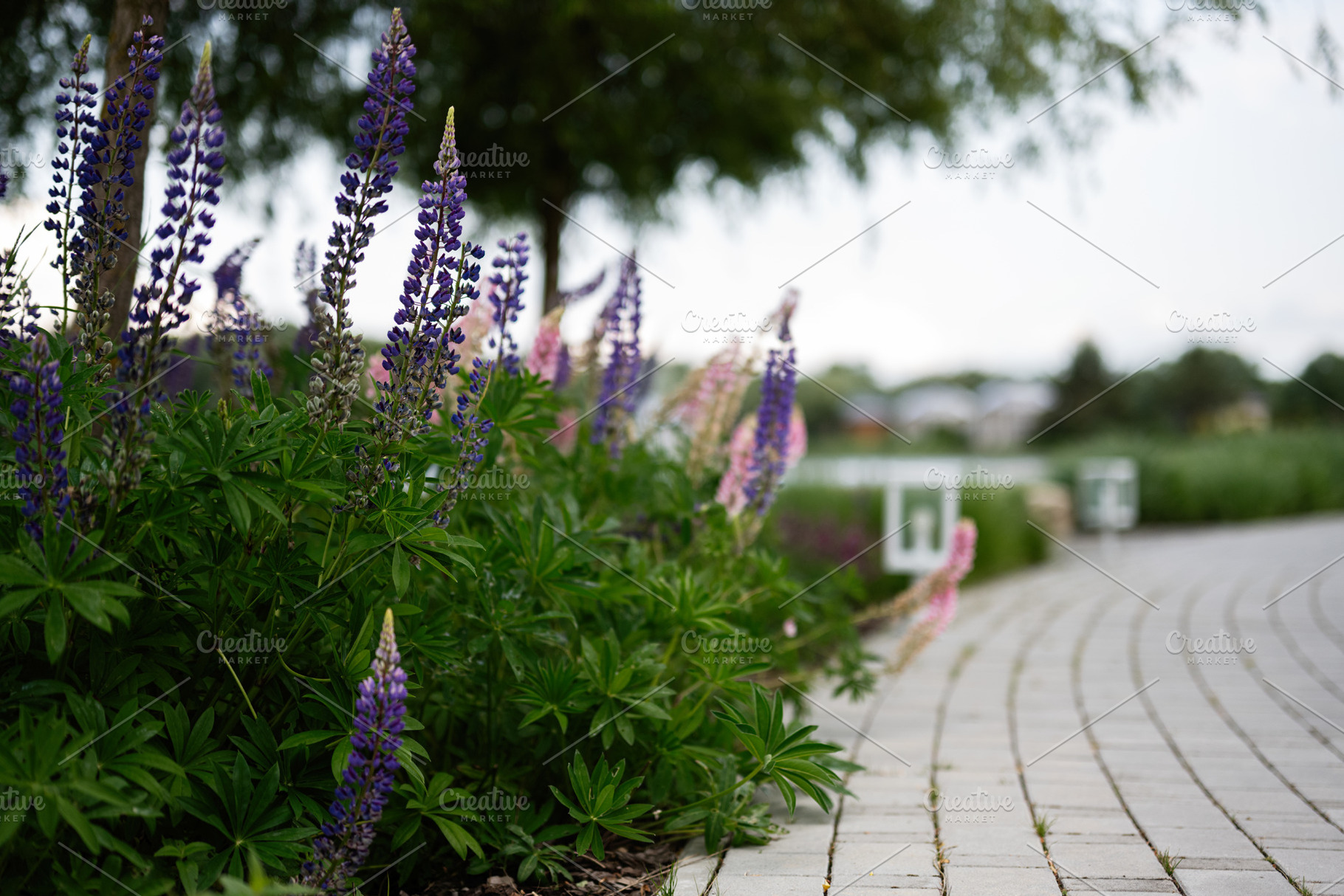 Pathway beside lavender flowers blooming in a serene outdoor garden setting, a Photo by AS photostudio