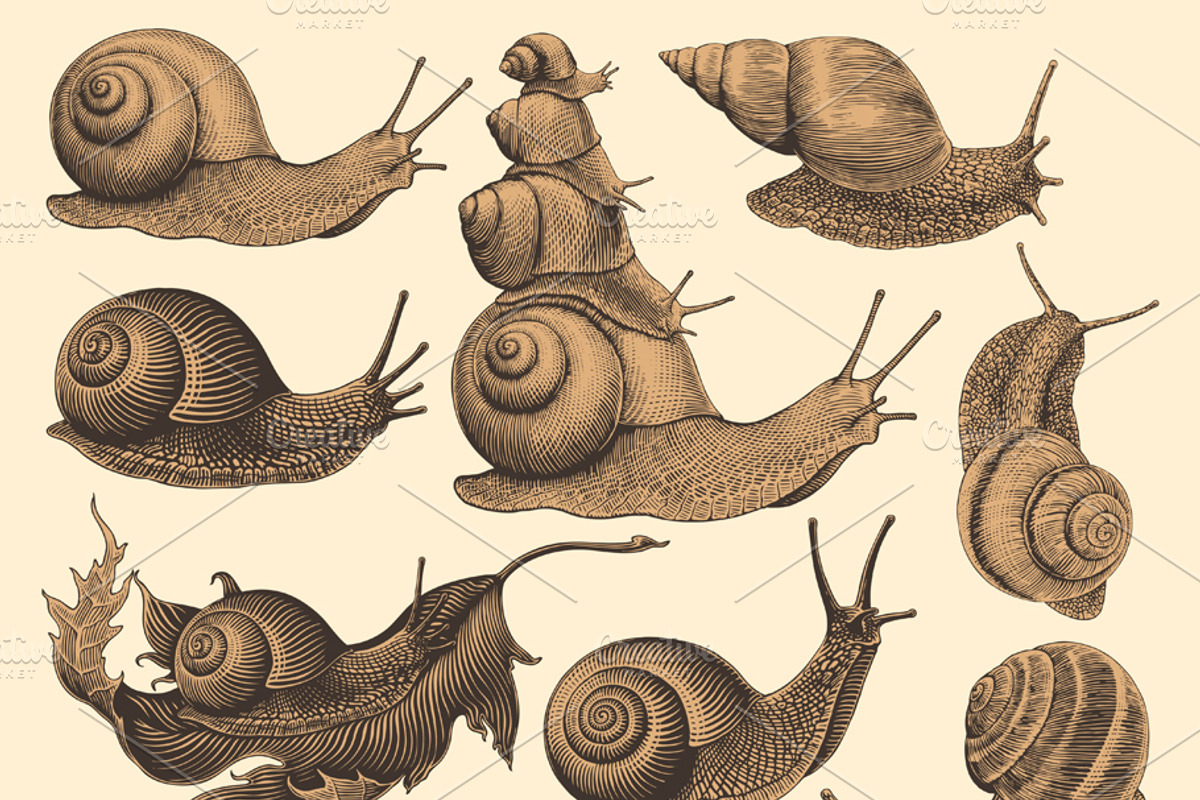 Design set Snails. Vector engraving, an Animal Illustration by Vector Engraving (Photo 2 of 4)