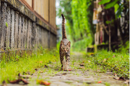 Cute cat walking on a narrow cozy, an Animal Photo by Elizaveta Galitskaya
