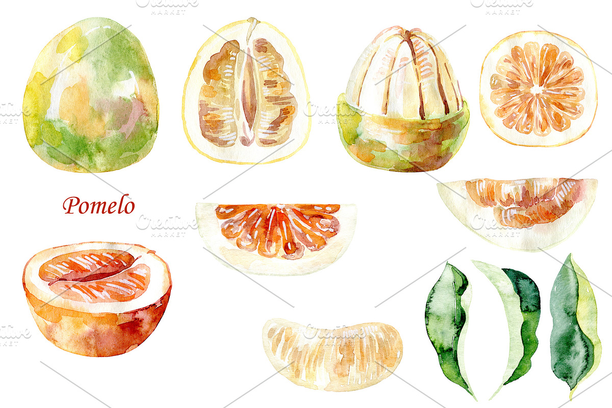 Watercolor tropical fruits., an Illustration by TaPilipa (Photo 33 of 39)