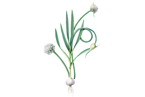 Garlic Plant Pencil Illustration